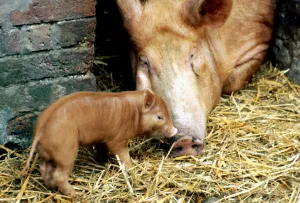 Tamworth pig and piglet at a farm in England January 1980 Tamworth pig and piglet at a farm in England January 1980