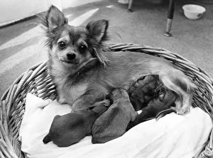Tara the chichuahua with her litter of puppies Tara the chichuahua with her litter of puppies