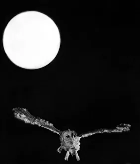 For this tawny owl, as wise as he may be, the full moon is just an aid for him being a For this tawny owl, as wise as he may be, the full moon is just an aid for him being a