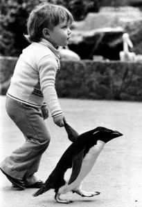 Tee-Pee the penguin is clearly a high-flier. He behaves like a flipping hum being Tee-Pee the penguin is clearly a high-flier. He behaves like a flipping hum being