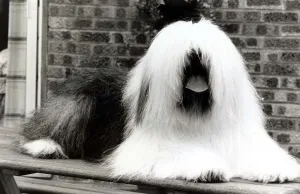 Television star dog Duke, aged 9, is appearing in the famous paint ads Television star dog Duke, aged 9, is appearing in the famous paint ads