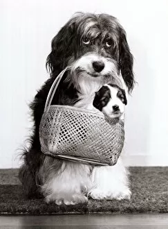 Images Dated 22nd December 1983: Television star Pippin the dog carries one of her new born pups in a basket