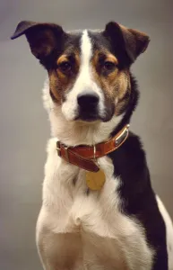 This terrier cross has one ear open ready for commands This terrier cross has one ear open ready for commands