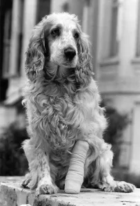 Thumper the cocker Spanial pictured after spending five hours in the vets surgery because Thumper the cocker Spanial pictured after spending five hours in the vets surgery because