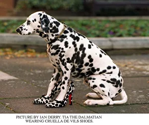Images Dated 21st November 1996: Tia the Dalmatian wearing Cruella De Vils shoes