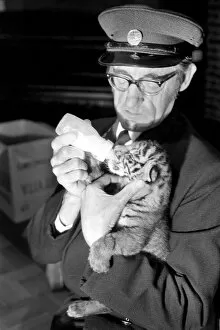 Tiger cub rejected by mother with keeper Frank Hughes. March 1975 75-01250