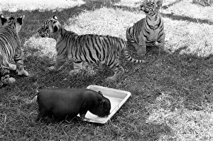 Images Dated 1st August 1977: Tiger cub and Vietnamese pig at Zoo. 77-04303-005