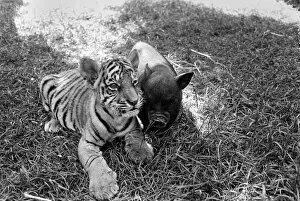 Tiger cub and Vietnamese pig at Zoo. 77-04303-007