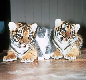 Images Dated 25th May 1985: Tiger Cubs and a Kitten - May 1985 owned by Raymond Graham Jones of Southam Tiger