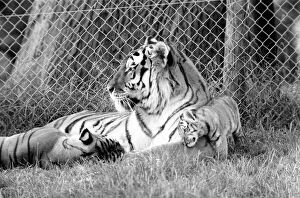 Images Dated 12th August 1977: Tiger cubs at Longleat. 3 Sibirian tiger cubs plus loving male and female tigers