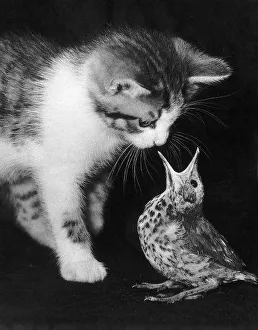 Images Dated 3rd August 1981: Tiger the kitten with his new found friend at the Tilehurst Animal Sanctuary in Reading