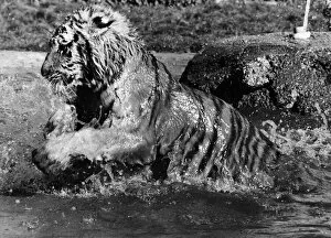 Images Dated 26th May 1980: Tiger at Maxwell Park Zoo in water 1980