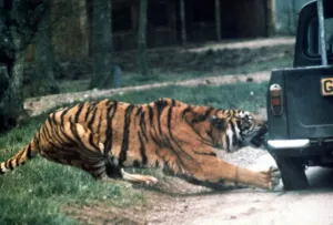 Tiger ripping a truck tyre off at Longleat Safari Park, Wiltshire Tiger ripping a truck tyre off at Longleat Safari Park, Wiltshire