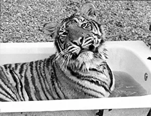 A tiger takes a bath at Guilsborough Grange Wildlife Park, Warwickshire A tiger takes a bath at Guilsborough Grange Wildlife Park, Warwickshire