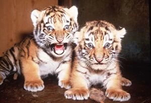 Images Dated 28th June 1985: Tiger Tiger. Young Cubs at Marwell Zoo. June 1985