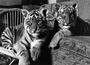 Tigers Thana and Pindi abandoned by their mother. April 1988 Tigers Thana and Pindi abandoned by their mother. April 1988