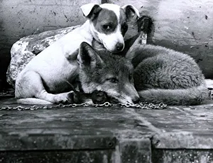 Tiny the Jack Russel Terrier puppy has become inseprable with a fox called Simon in Tiny the Jack Russel Terrier puppy has become inseprable with a fox called Simon in