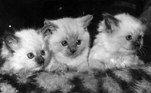 Images Dated 29th December 1980: The three tiny kittens whose birth has made history in the cat world