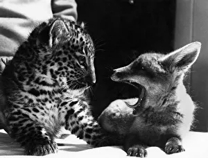 So tiring this new Pals Act: No wonder Pipp the fox is yawning So tiring this new Pals Act: No wonder Pipp the fox is yawning