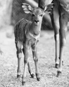 Toby is one of an endangered species of East African antelope called the Nyala Toby is one of an endangered species of East African antelope called the Nyala