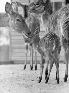 Toby is one of an endangered species of East African antelope called the Nyala Toby is one of an endangered species of East African antelope called the Nyala