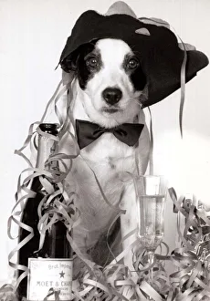 Toby the terrier wearing a party hat and next to a bottle of champagne after his owner Toby the terrier wearing a party hat and next to a bottle of champagne after his owner