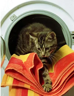 Tommy a Tabby Cat September 1999 a kitten which survived for 40 minutes in a Tommy a Tabby Cat September 1999 a kitten which survived for 40 minutes in a