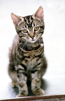 Tommy a Tabby Cat September 1999 A kitten which survived for 40 minutes in a Tommy a Tabby Cat September 1999 A kitten which survived for 40 minutes in a