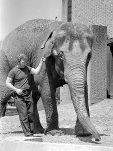 Tony Hennesy, one of the London Zoo Elephant House keepers Tony Hennesy, one of the London Zoo Elephant House keepers