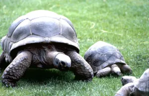 A Tortoise and her young at Chester Zoo August 1979 A Tortoise and her young at Chester Zoo August 1979