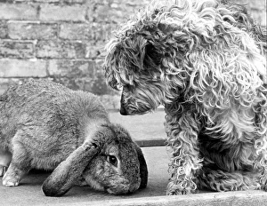 Tossie the Belgian Lop rabbit plays with mongrel dog Lucy. 18th April 1987 Tossie the Belgian Lop rabbit plays with mongrel dog Lucy. 18th April 1987