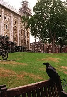 00201 Gallery: Tower of London Ravens