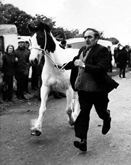 00363 Gallery: This trader shows off his horse to potential buyers at the Applby Horse Fair in