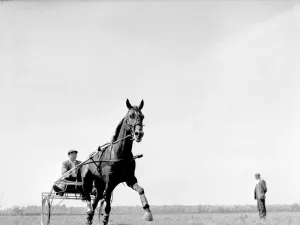 00192 Gallery: Training for the trotting race to be held at the Birmingham Show, Wisemore
