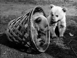 00054 Gallery: How to trap a couple of bouncing baby Syrian bears while you take their picture