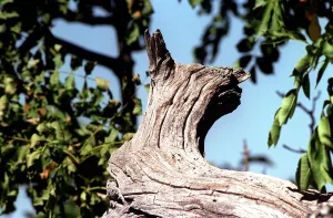 Mirror/0100to0199 00180/trees wood shaped like cat old tree mountains Mirror/0100to0199 00180/trees wood shaped like cat old tree mountains