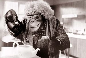 Images Dated 4th October 1984: The TV chimps are famous all over the world for their brilliantly funny advertisments for