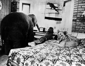 Images Dated 1st April 1973: Its TV time in the Hammond home where they all watch jungle stories