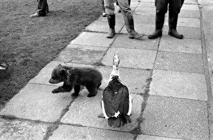 Twin Brown Bears. Little bear is chased by a large bird. March 1975 75-01620-009