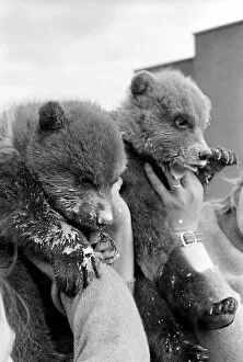 Twin Brown Bears. March 1975 75-01620-005