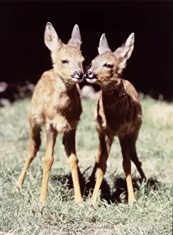 Twin Deer at Dartmoor Wildlife Park August 1984 Twin Deer at Dartmoor Wildlife Park August 1984