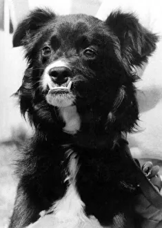 The Ugly Orphan: Bert the mongrel finds his face is his misfortune The Ugly Orphan: Bert the mongrel finds his face is his misfortune
