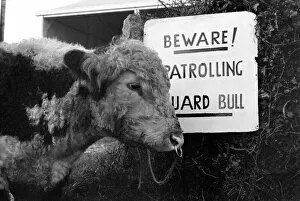 Images Dated 22nd January 1975: Unusual / Humour: Fodder Thieves Patrolling Guard Bull. January 1975 75-00402-002