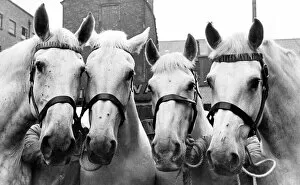Four of the Vaux Brewery Horses, left to right, Boxer, Lola