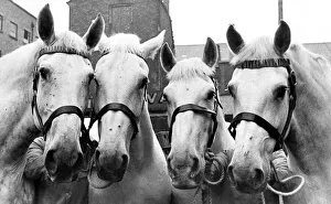 Four of the Vaux Brewery Horses, left to right, Boxer, Lola Four of the Vaux Brewery Horses, left to right, Boxer, Lola