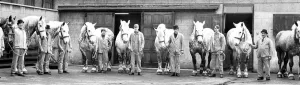 Occupations Gallery: The Vaux Percherons, or dray horses are lined up for inspeciton in 1970