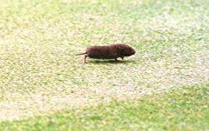Images Dated 1st January 1998: A vole which appeared at the British Open Golf Championships while Justin Rose was