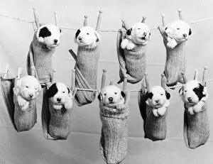 Washday for a litter of Old English Sheepdog puppies, hanging on a clothes line in socks