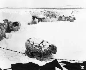 Weather snow sheep in the snow near Burnley Lancashire dbase Weather snow sheep in the snow near Burnley Lancashire dbase