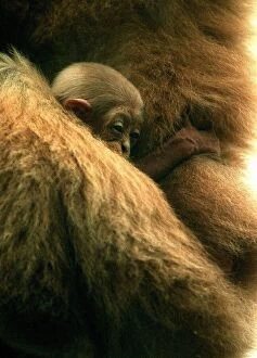 Images Dated 17th December 1999: Three week old baby Gibbon called Lar seen here at Drayton Manor Zoo
